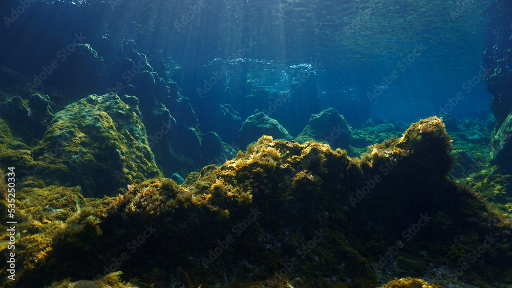 Fototapeta premium Underwater photo of colorful plants in a beautiful landscape in rays of light