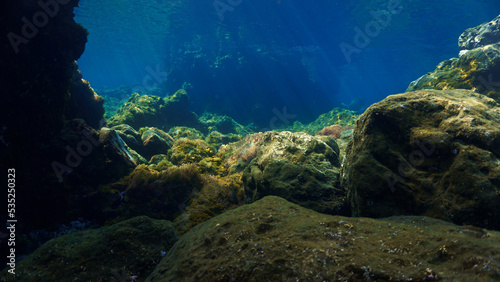 Underwater photo of colorful plants in a beautiful landscape in rays of light