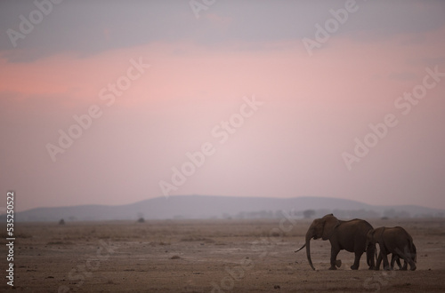 African elephants at dusk and beautiful hue in the sky, Amboseli, Kenya