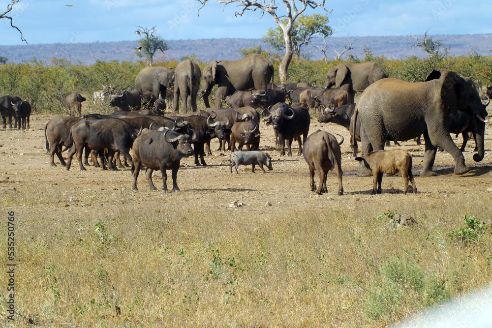 Wild Gathering