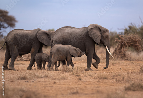 Mother elephants and calf at Ambosli national park, Kenya