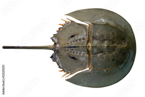 Horseshoe crab or Limulus polyphemus in the upper surface shot from top view isolated on white background. Seafood photo