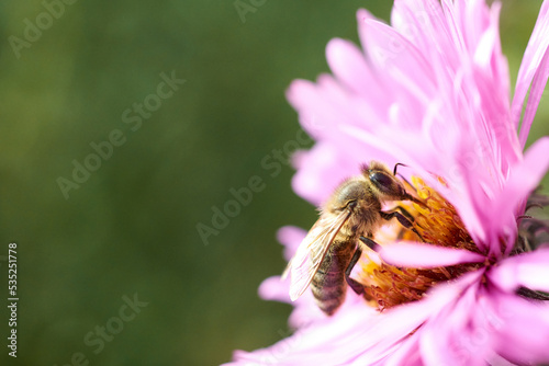 Honeybees collecting nectar on violet flower