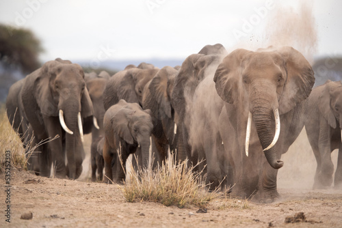 A herd of elephants dustbathing and walking at Ambosli national park, Kenya