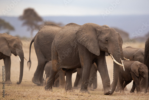 African elephants moving in Ambosli national park, Kenya