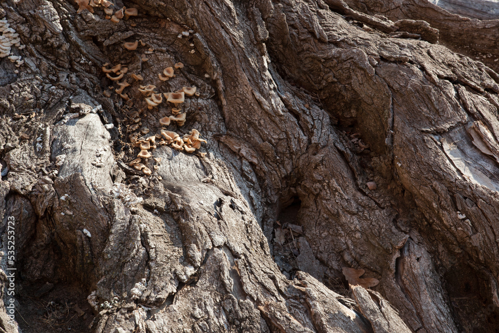 Abstraction in rough tree bark