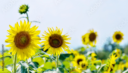 Sunflowers on background of sky