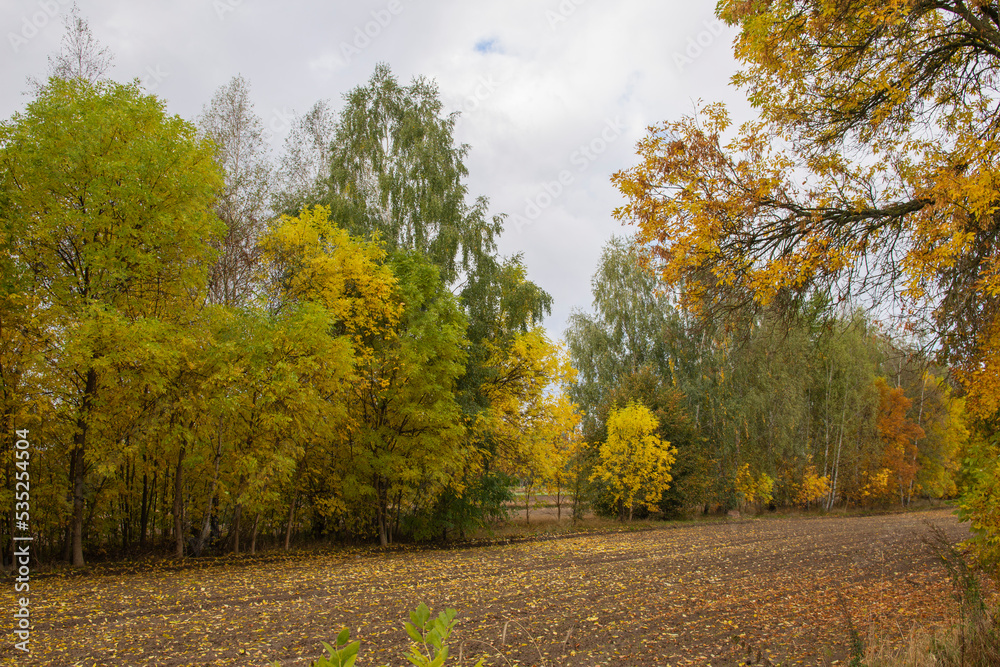 A plowed field near the forest full of fallen leaves on a cloudy, autumn day. Autumn.