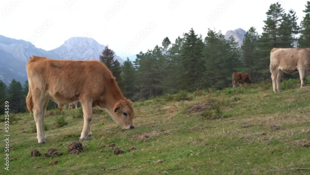 cow eating grass in a green field in the Basque Country cow eating grass in a green field in the Basque Country