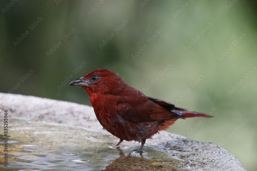 Hermosos pájaros con un colorido único. Hermosos pájaros con un colorido único.