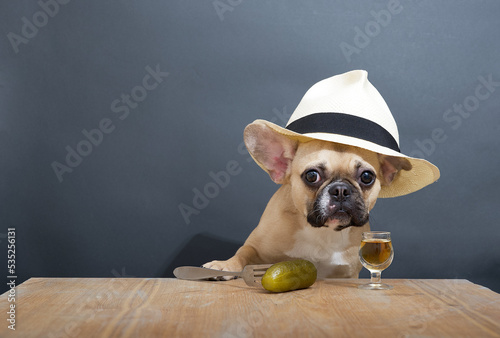 A bulldog dog with a glass of strong alcohol and a pickle on a snack fork sits in a stylish hat at a wooden table with a surprised look. The dog drinks alcohol while sitting against a gray wall. © Sergei