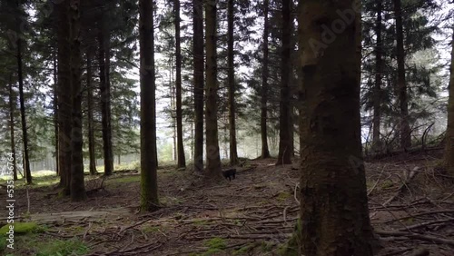 Wallpaper Mural little black dog following a trace smell in the forest ground Torontodigital.ca