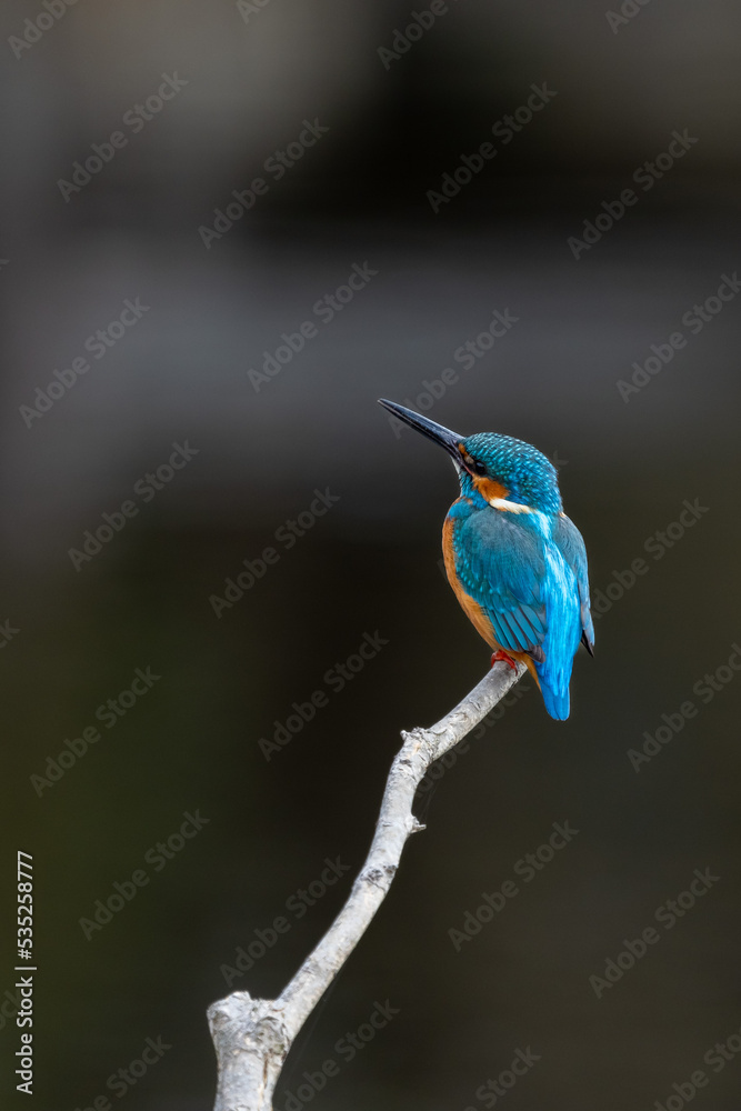 Close up image of male common Kingfisher perching on a tree branch. Close up image of male common Kingfisher perching on a tree branch.