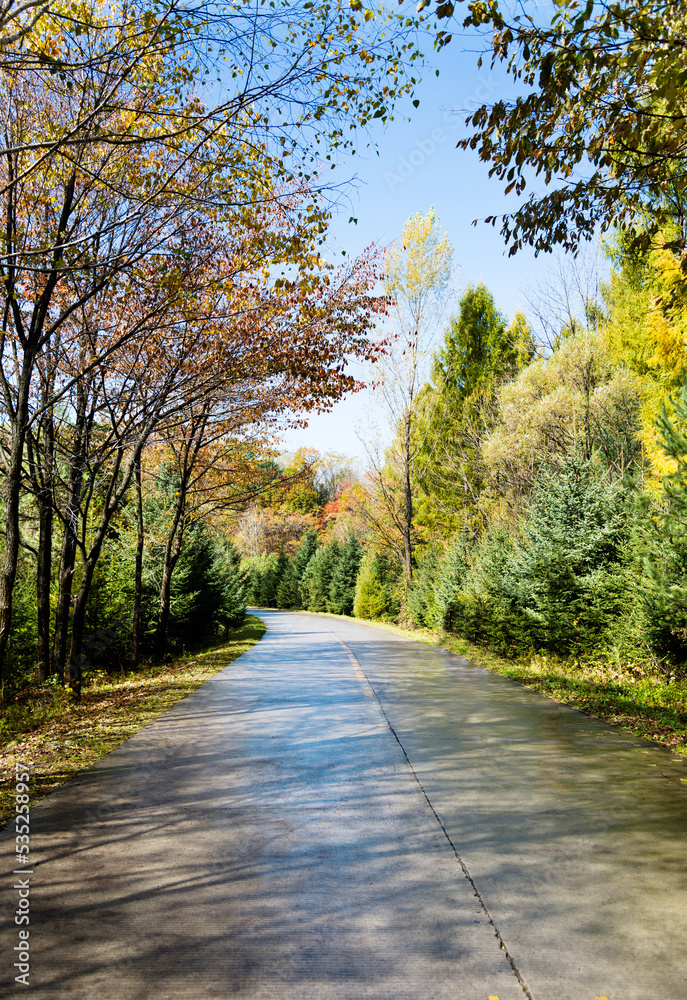 Fototapeta premium Wet road after the rain with trees
