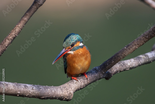 Close up image of female common Kingfisher perching on a tree branch.