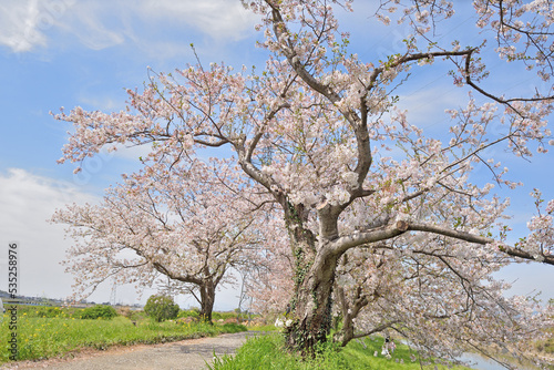 流川桜並木