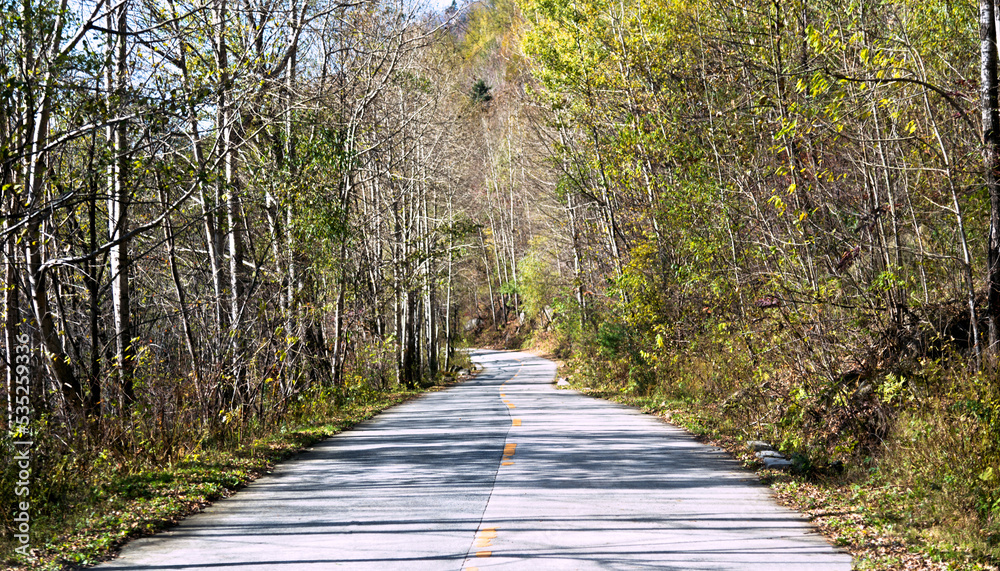 Obraz premium Curved road with trees and grass on roadside