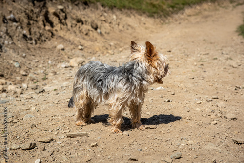 Hund / durstig / Trockenheit photo