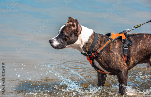 terrier dog playing with water on the beach