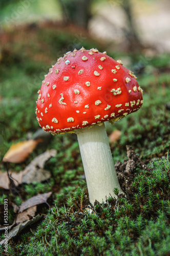 A red and white speck mushroom in the forest. Ukraine