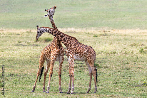 Fototapeta Naklejka Na Ścianę i Meble -  Two young adult male Masai giraffes, giraffa camelopardalis, necking or sparring in the Masai Mara, Kenya. This aggressive behaviour is to establish dominance