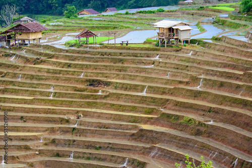 Landscape Farming season at Ban Pa Pong Piang The most beautiful terraced rice fields in Thailand photo