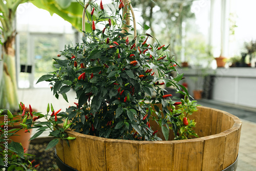 Red hot chilli pepper on a green bush in a clay pot, small fresh jalapeno peppers fresh organic whole. Potted chili peppers, bright juicy color, autumn harvest. 
