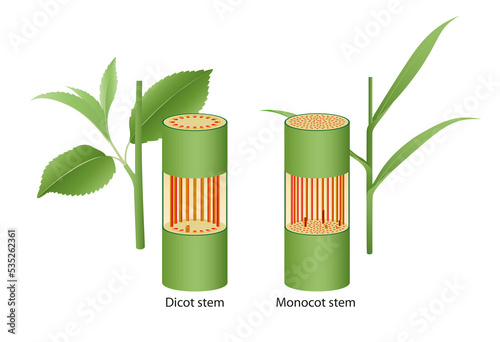 Internal structure of dicot and monocot stem photo