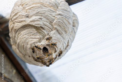 wasp nest under the roof of the house and wasps guarding the entrance photo