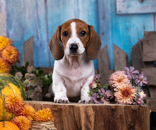 dachshund Dog Piebald, puppy and flowers autumn