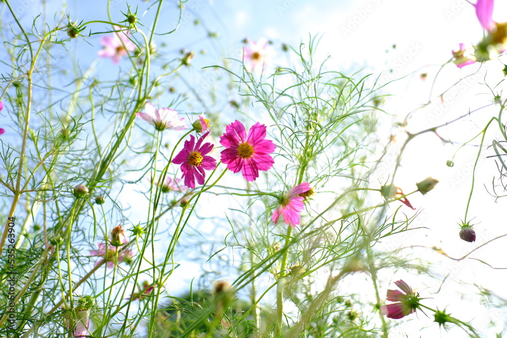 秋空のコスモス Cosmos in the autumn sky 秋空のコスモス Cosmos in the autumn sky