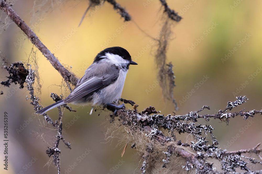 Fototapeta premium Willow tit