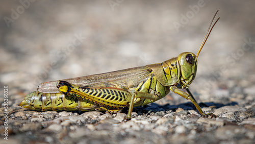Differential Grasshopper (2022)