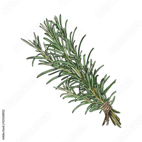 Rosemary bunch of few twigs vintage sketch vector illustration isolated.