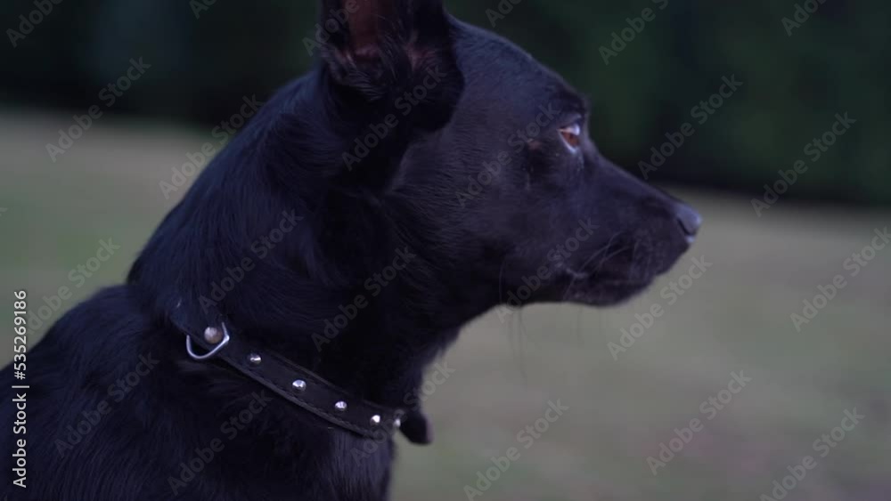 close up of a little black dog in the countryside at sunset close up of a little black dog in the countryside at sunset
