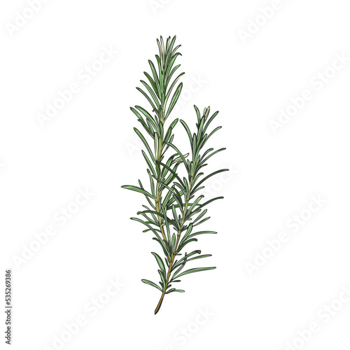 Rosemary plant fresh branch in engraving freehand vector illustration isolated.