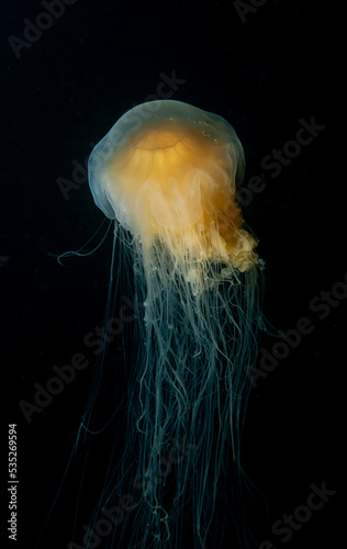 jelly fish in the water