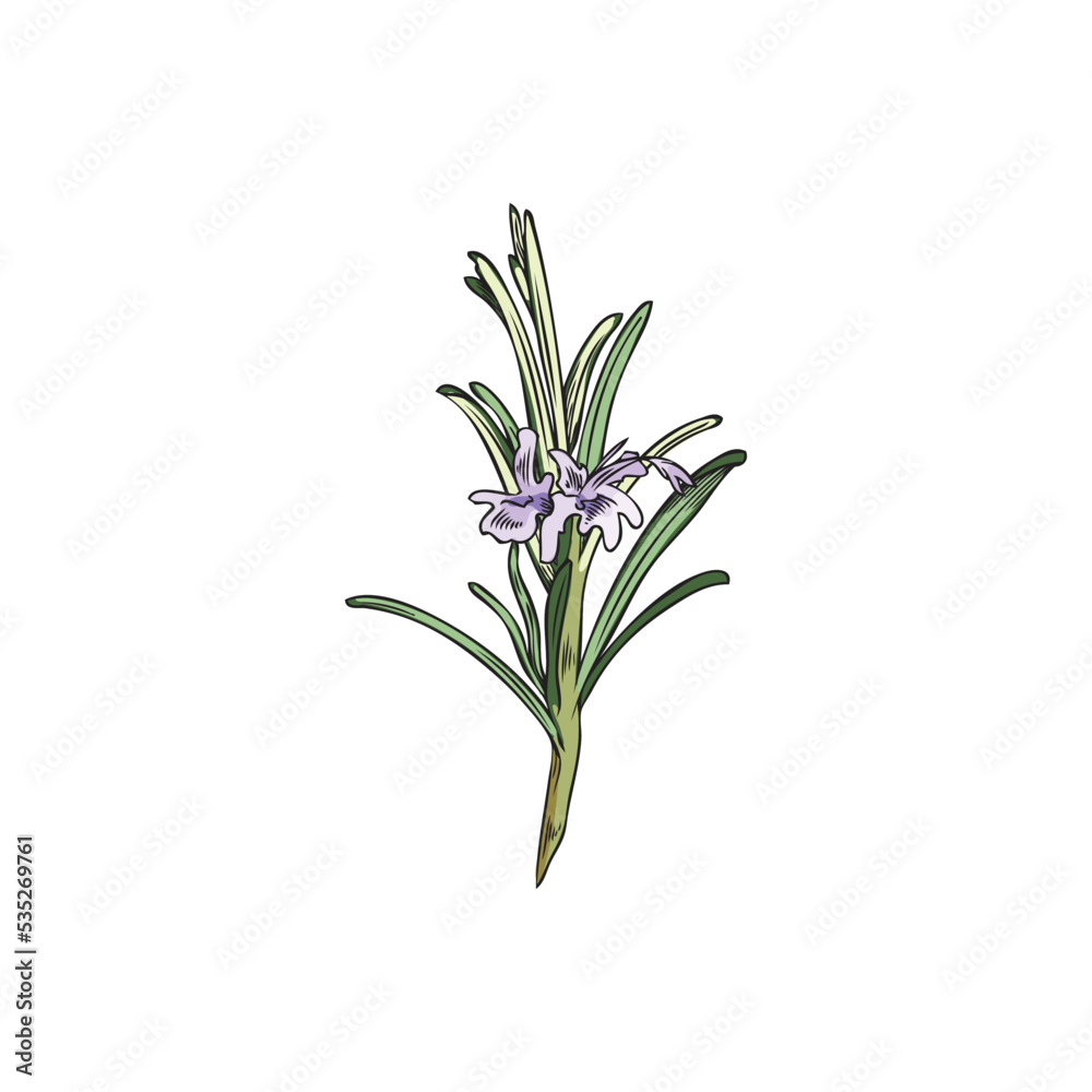 Blooming rosemary with small flowers sketch vector illustration isolated. Blooming rosemary with small flowers sketch vector illustration isolated.