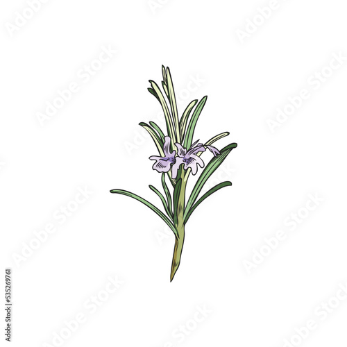 Blooming rosemary with small flowers sketch vector illustration isolated.