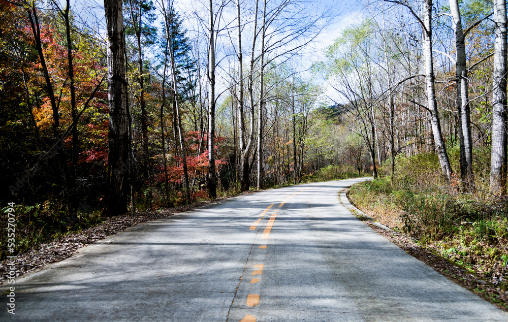 Fototapeta premium Empty road in the forest