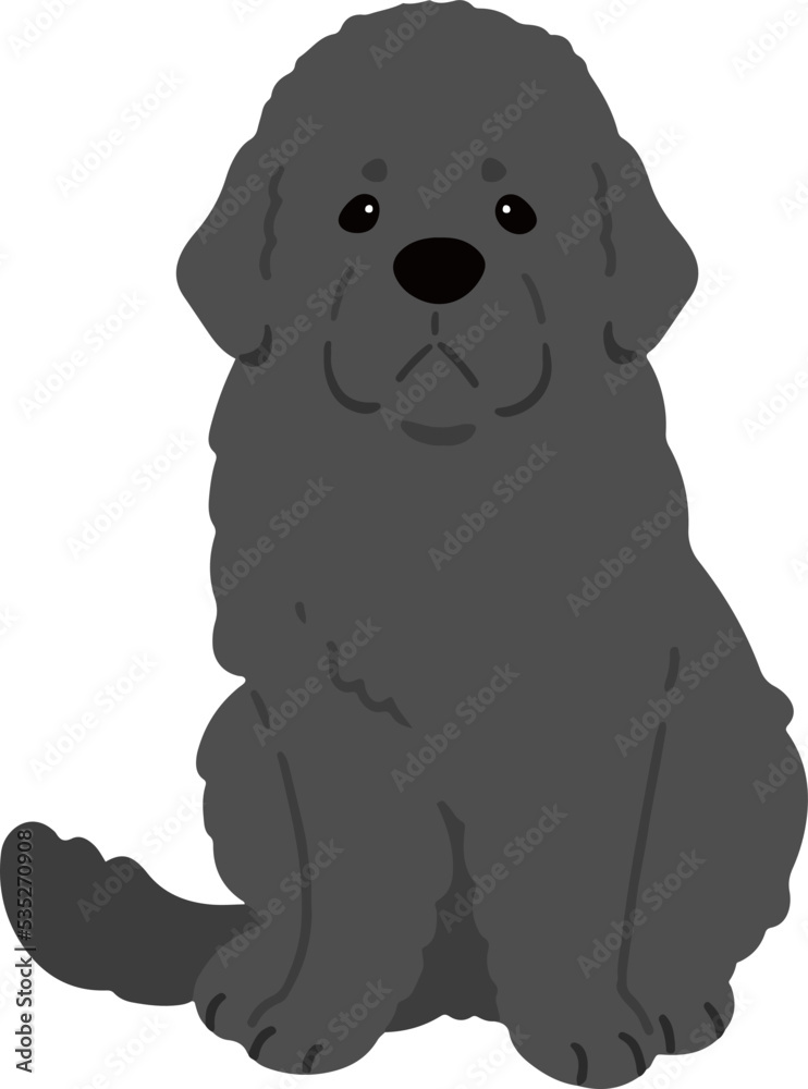 Simple and adorable Newfoundland dog illustration sitting in front view flat colored Simple and adorable Newfoundland dog illustration sitting in front view flat colored