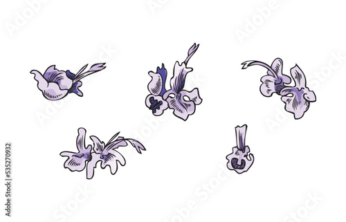 Rosemary plant flowers and petals set sketch vector illustration isolated.