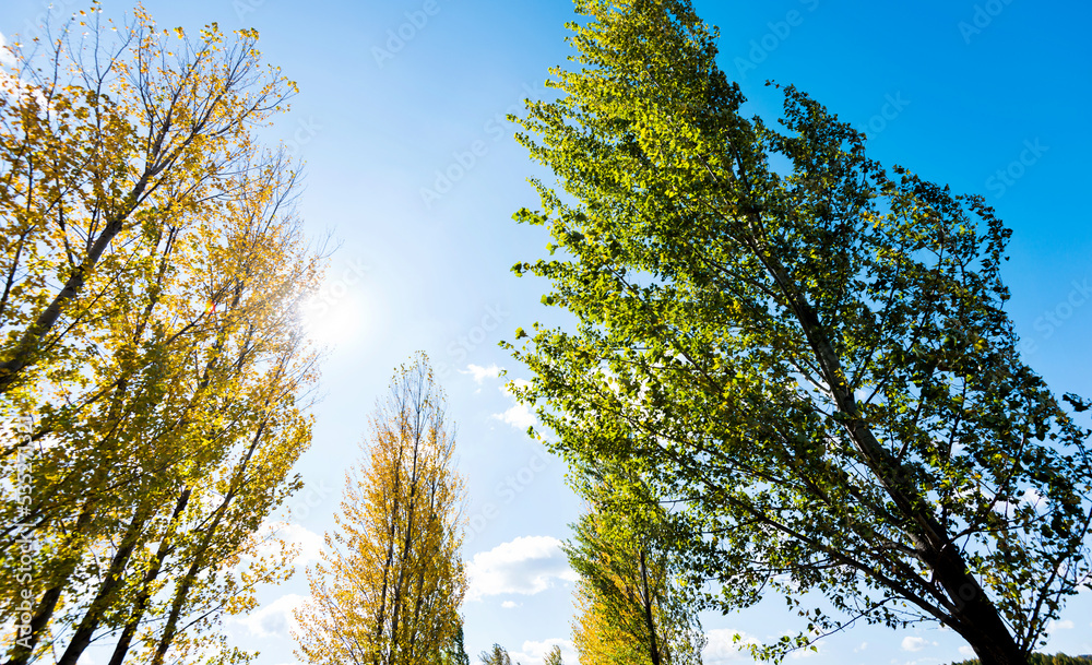 Fototapeta premium Looking up on clear blue sky with yellow poplar trees