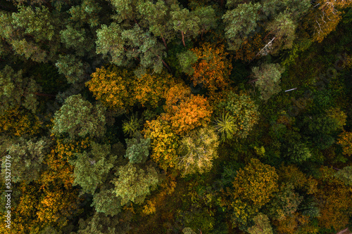 Aerial view of the colorful autumn forest