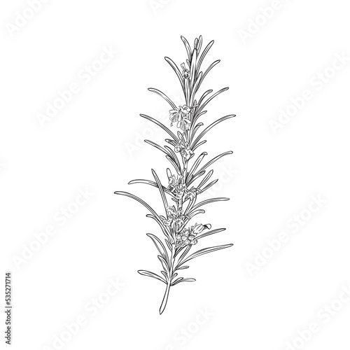 Rosemary branch with leaves and flowers, monochrome sketch vector illustration isolated on white background.