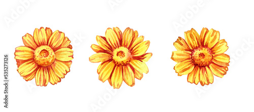 watercolor drawing yellow flowers isolated at white background , hand drawn botanical illustration