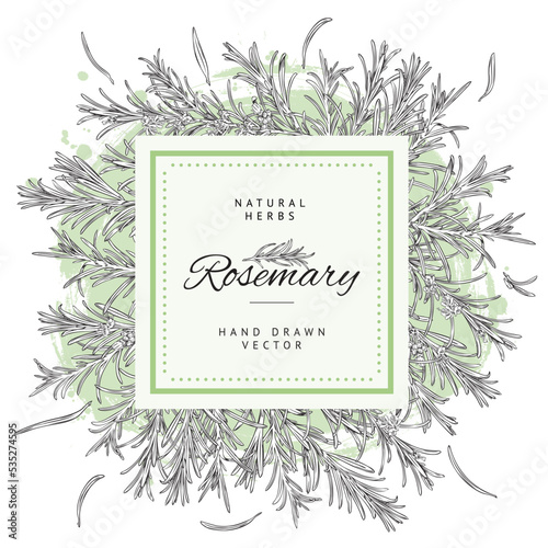 Rosemary herbs and spices badge or label banner sketch vector illustration.
