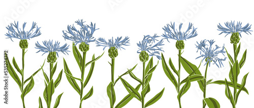 blue cornflowers, field flowers, vector drawing wild plants at white background, flowering meadow , hand drawn botanical illustration
