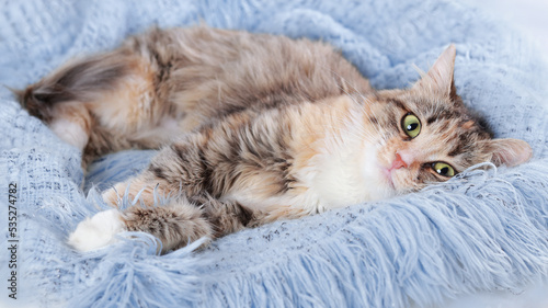 Cat rests on a blue blanket. Pets. Cute Cat looking at the camera. Beautiful Kitten rests. Cat close-up. Kitten with big green eyes. Pet. Without people. Copy space. Animal background. Pet care.