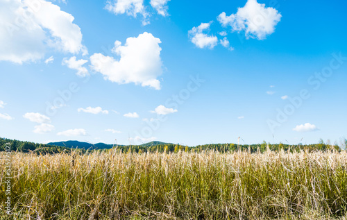 Golden rice field and sky with white clouds